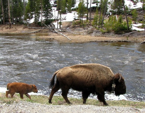 Buffalo with baby bison 8x10 - baby,
