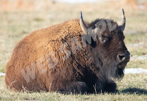 American buffalo bison 8x10 - american,